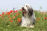 BEARDED COLLIE 002
